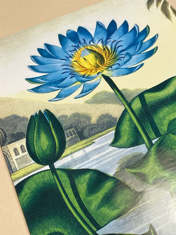 Tarjeta 'The Blue Egyptian Water Lily' - British Library