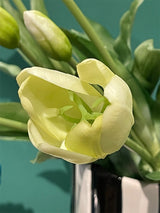 Ramo de 5 Tulipanes Claros 'Gloria'
