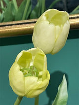 Bouquet of 5 Light Tulips 'Gloria'