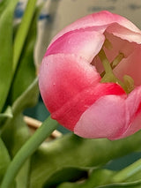 Bouquet of 5 Pink and White Tulips 'Brigitte'