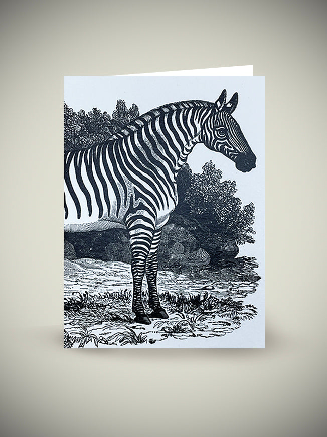 Tarjeta 'Zebra' - Thomas Bewick, Tate Gallery